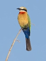 White-fronted Bee-eater